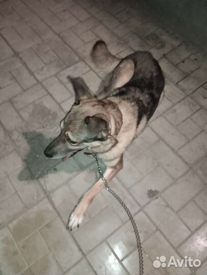 Собака в добрые руки отдам бесплатно