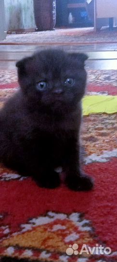 Котёнок мальчик