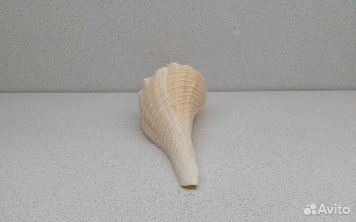 Хемифусус Туба 24,3 морская ракушка раковина