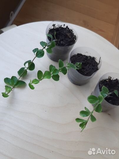 Пеперомия ампельная