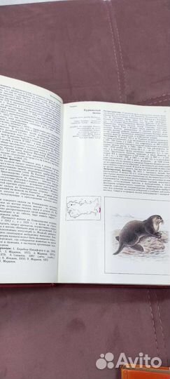 Красная книга