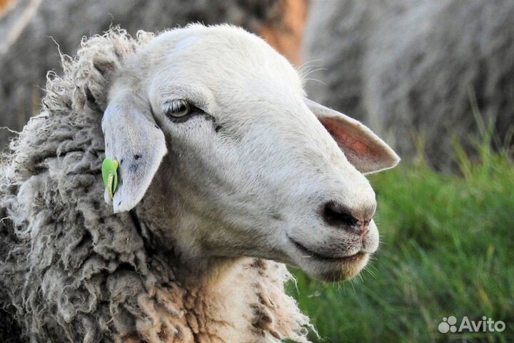 Баран и ярка