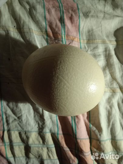 Продам страусиные яйца