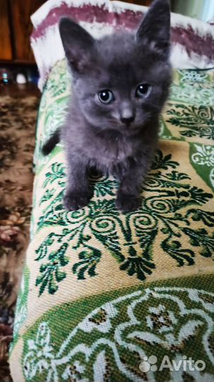 Отдам кота в добрые руки