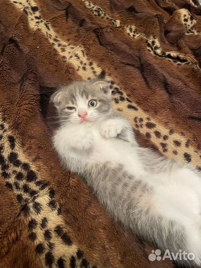 Вислоухи котенок