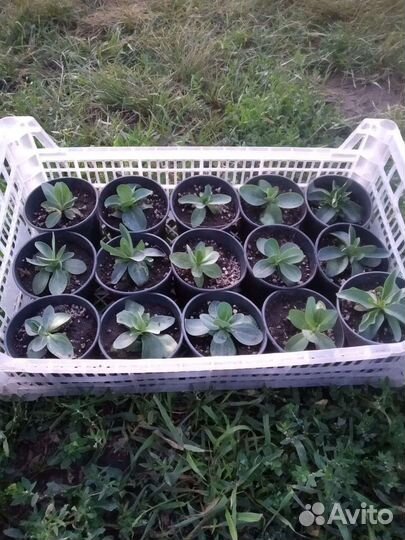 Эустома саженцы