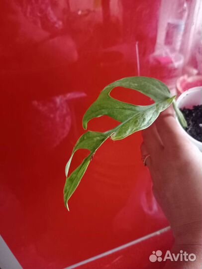 Монстера индо минт