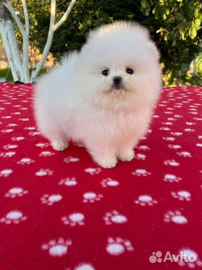 Шпиц щенок девочка