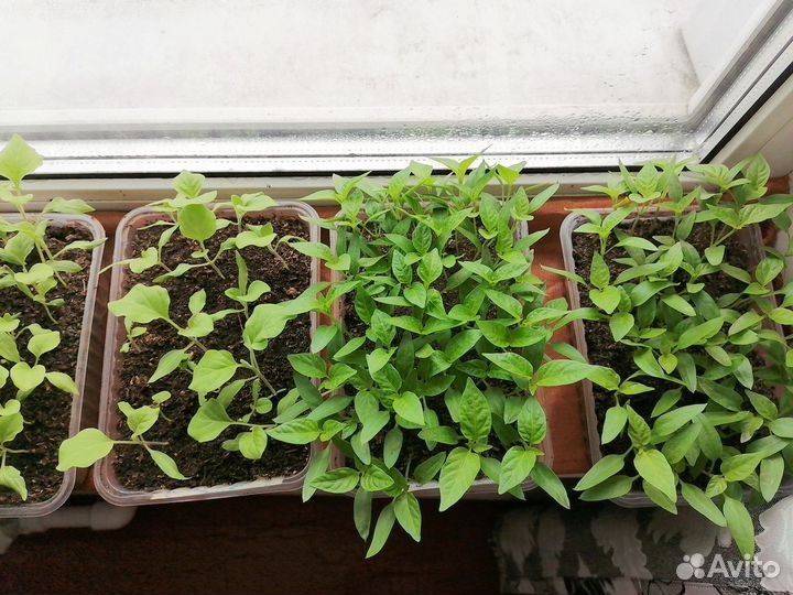 Рассада перцев, баклажан