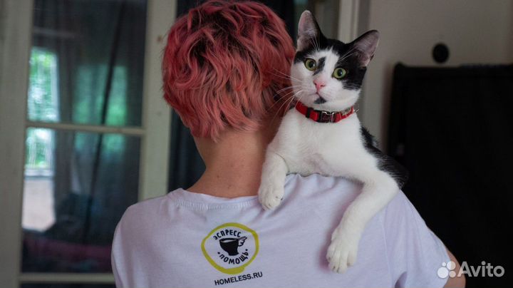 Грузия (любой город). Ищем дом котенку, мальчик