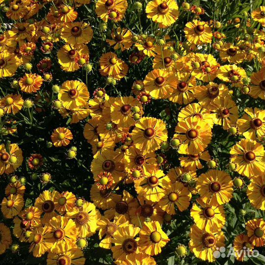 Саженцы многолетних цветов(Гелениум, хоста)