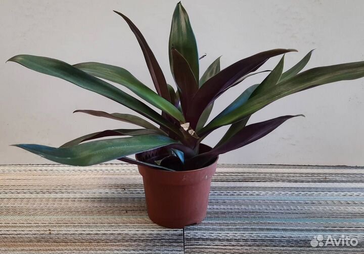 Традесканция Рео