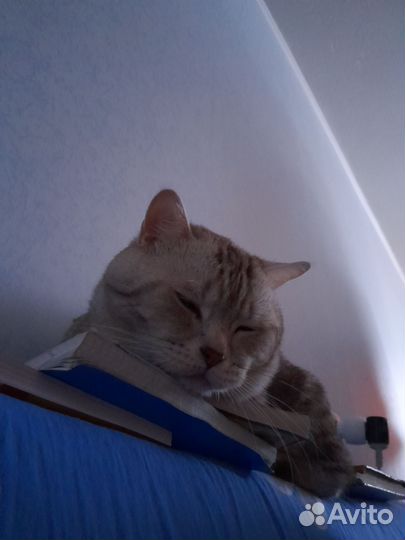 Шотландский кот вязка