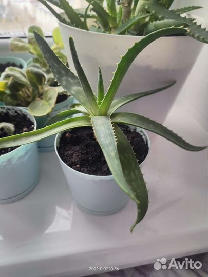 Алоэ лечебный в горшочках