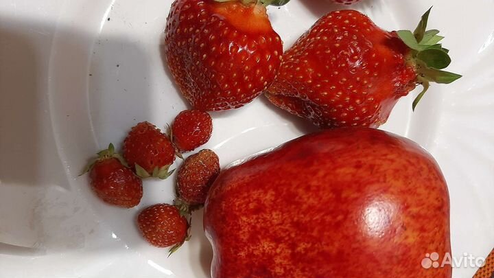 Клубника, рассада элитных сортов