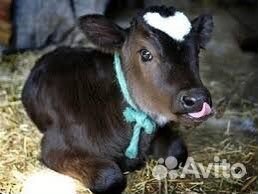 Телочка 2,5 месяца