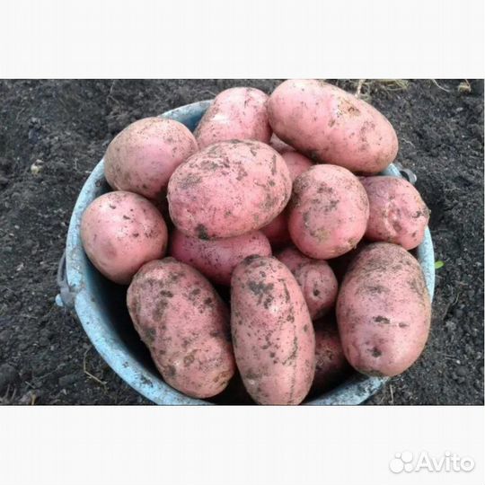 Продам картофель