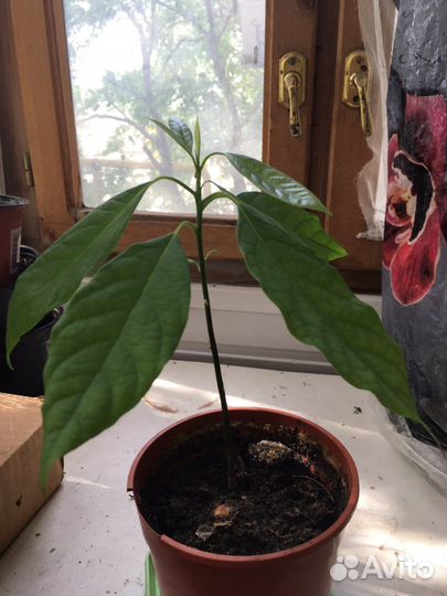 Авокадо растение