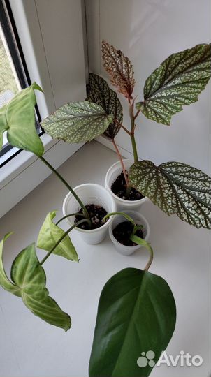 Бегония, филодендрон, сингониум