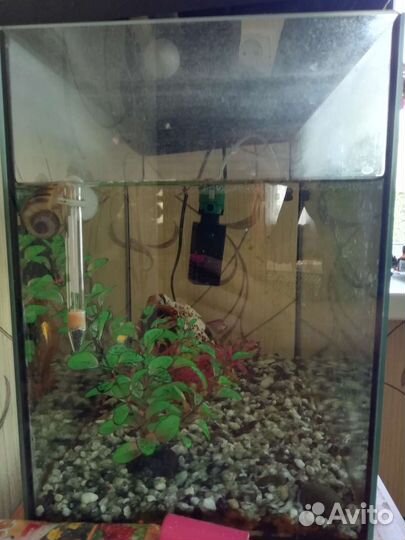 Аквариум