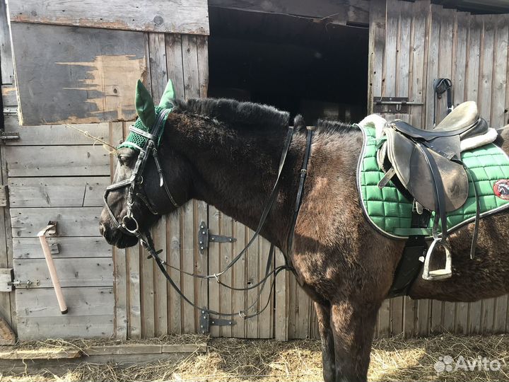 Конная амуниция бу