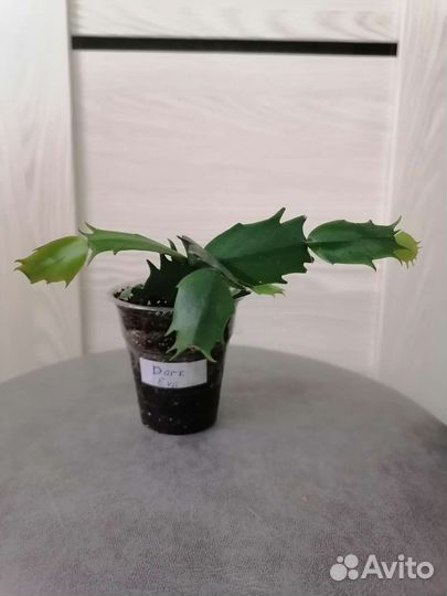 Шлюмбергера (декабрист)