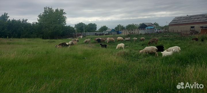 Овцы бараны