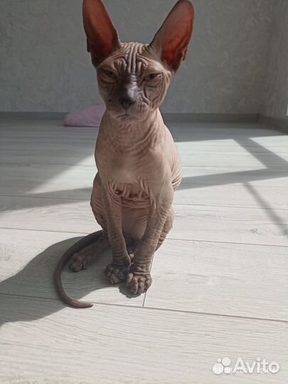 Отдам в добрые руки сфинкса