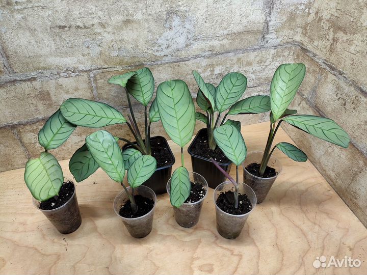 Ктенанты, перчик, полисциас, Гинура