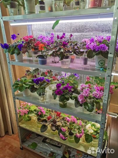 Фиалки цветущие сортовые