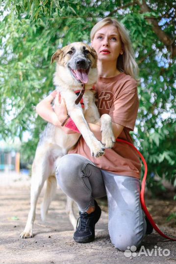 Собака из приюта ищет дом