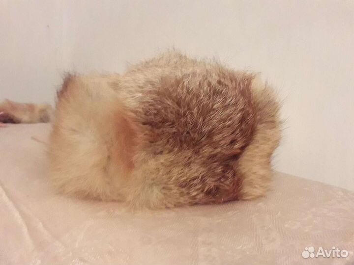 Лисья шапка рр-57-58