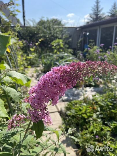 Будлея Давида растения для сада и дачи