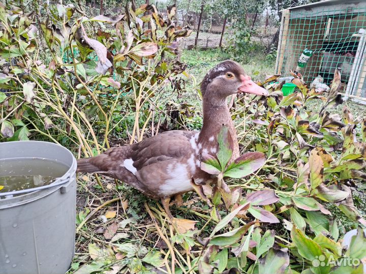 Индоутка мускусная утак обмен, продажа