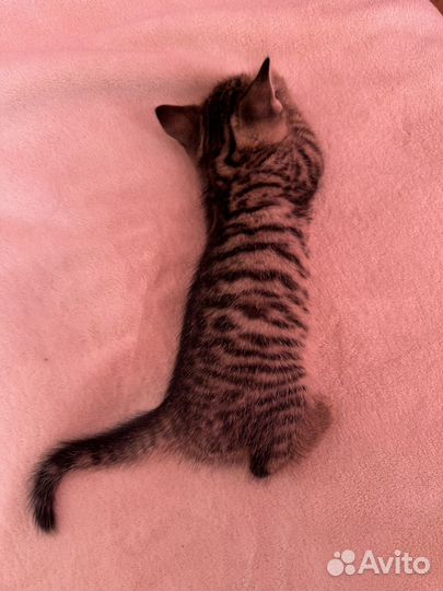 Котята в добрые руки мальчик