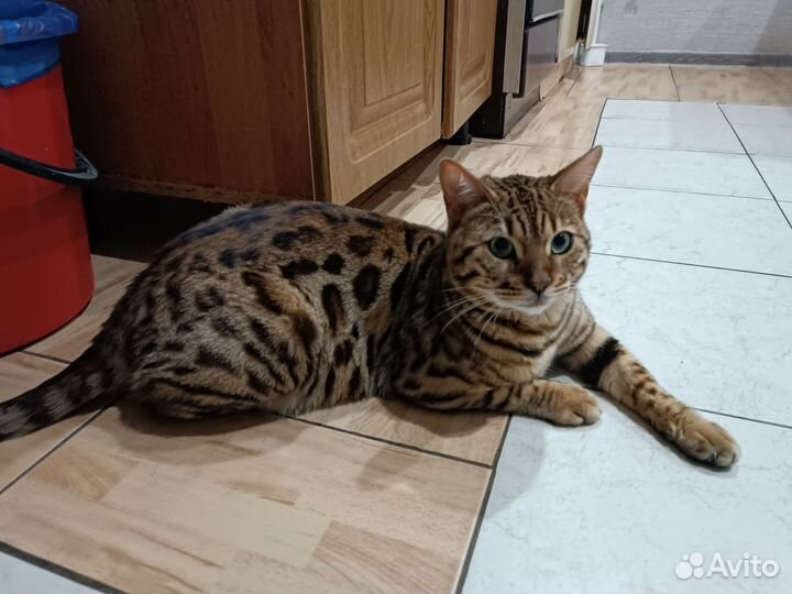 Бенгальские кот