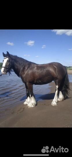 Лошадь тинкер