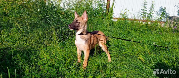 Рада, щенок 4 мес