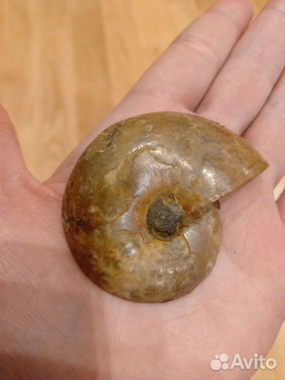 Аммонит, срез шлифованный