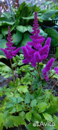 Красавица астильба. Осталось 2 шт