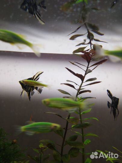 Аквариумные рыбки