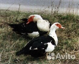 Мускусные утки