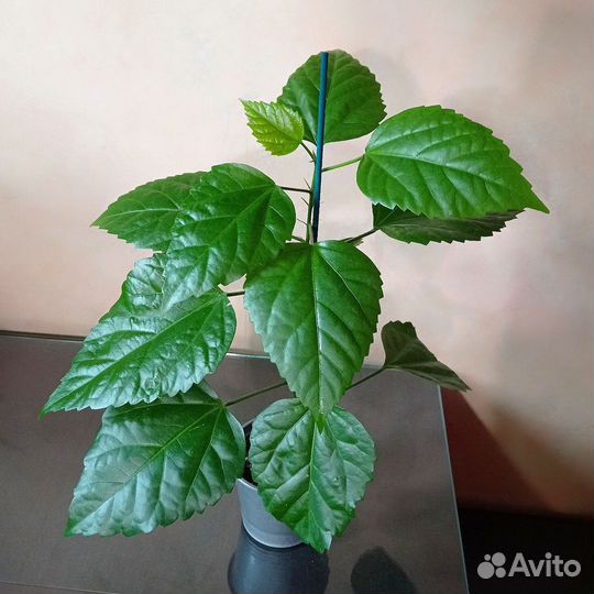 Комнатный гибискус красный