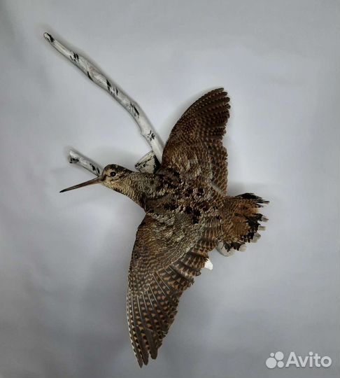 Чучело птицы вальдшнепа