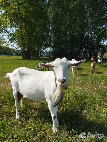 Дойные козы зааненской и нубийской породы