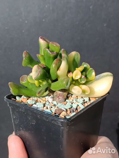 Крассула, Crassula Gollum yellow variegata