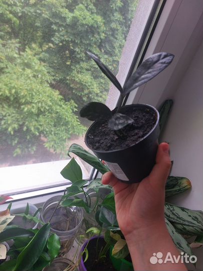 Растения на обмен