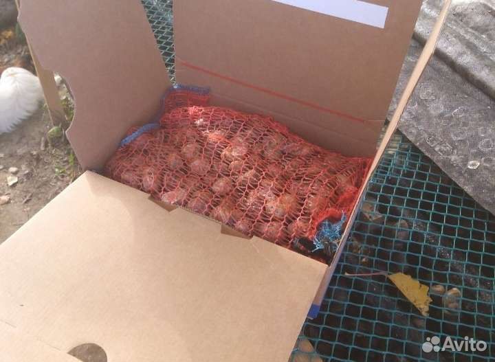 Улитка Мюллер Helix aspersa Muller