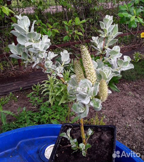 Ива шерстистая. 3-хлетка