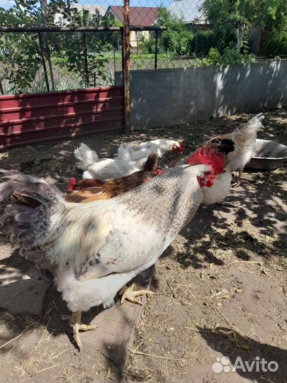 Петух породы доминант